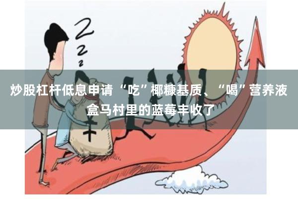 炒股杠杆低息申请 “吃”椰糠基质、“喝”营养液 盒马村里的蓝莓丰收了